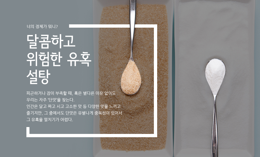 너의 정체가 뭐니?-달콤하고 위험한 유혹 설탕