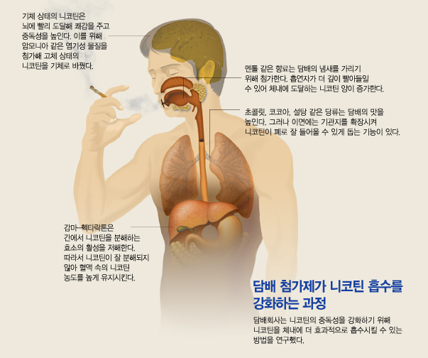 담배 첨가제가 니코틴 흡수를 강화하는 과정
기체 상태의 니코틴은 뇌에 빨리 도달해 쾌감을 주고 중독성을 높인다.이를 위해 암모니아 같은 염기성 물질을 첨가해 고체 상태의 니코틴을 기체로 바꿨다.
멘톨 같은 향료는 담배의 냄새를 가리기 위해 첨가한다.흡연자가 더 깊이 빨아들일 수 있어 체내에 도달하는 니코틴 양이 증가한다.
초콜릿,코코아,설탕 같은 당류는 담배의 맛을 높인다.그러나 이면에는 기관지를 확장시켜 니코틴이 폐로 잘 들어올 수 있게 돕는 기능이 있다.
감마-헥타락톤은 간에서 니코틴을 분해하는 효소의 활성을 저해한다.따라서 니코틴이 잘 분해되지않아 혈액 속의 니코틴 농도를 높게 유지시킨다.
담배회사는 니코틴의 중독성을 강화하기 위해 니코틴을 체내에 더 효과적으로 흡수시킬 수 있는 방법을 연구했다.