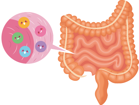유산균이 건강한 장을 통화하는 모습을 담은 일러스트 이미지